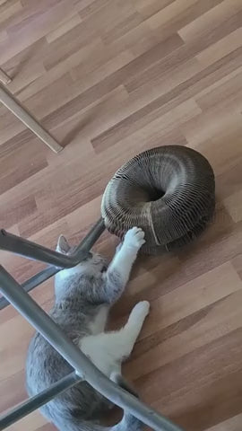 Kitty Spiral